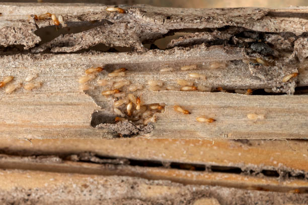 Best Local Pest Control Services  in The Village, OK